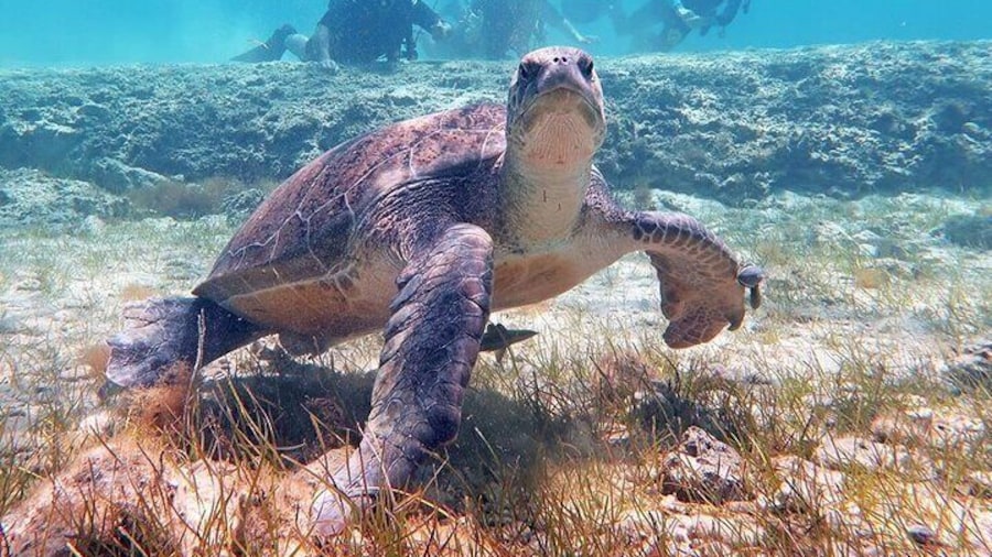 Even the turtle is posing for the picture