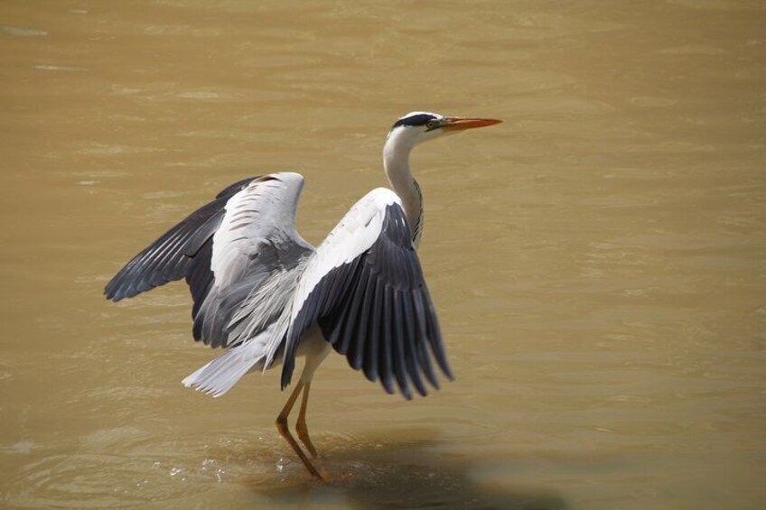 Interesting birds like this grey heron