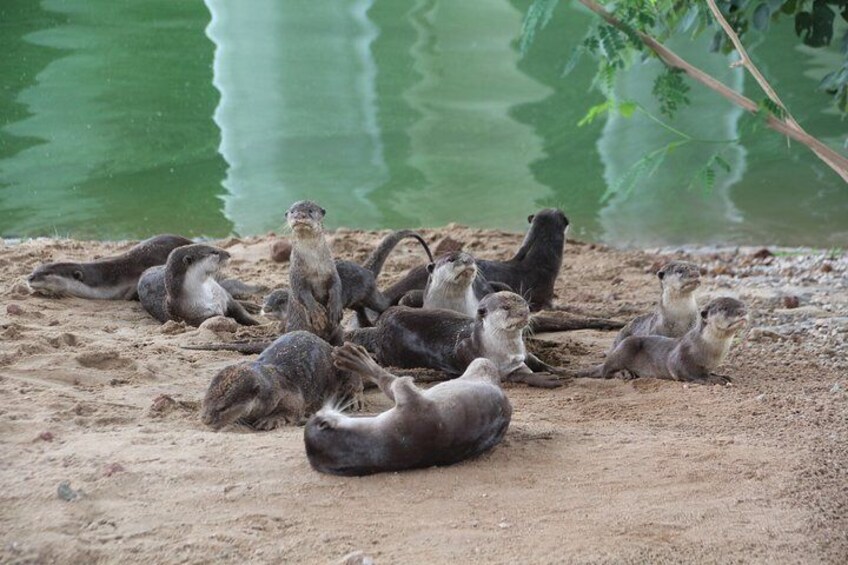 If we're lucky we may see otters