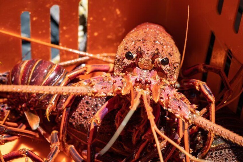 Rock lobster Pot Pull Tour in Kalbarri