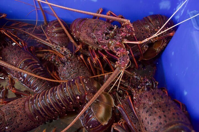 Kalbarri Rock lobster Pot Pull Tour in Kalbarri
