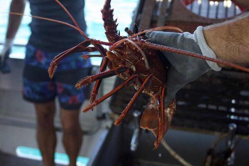 Rock lobster Pot Pull Tour in Kalbarri