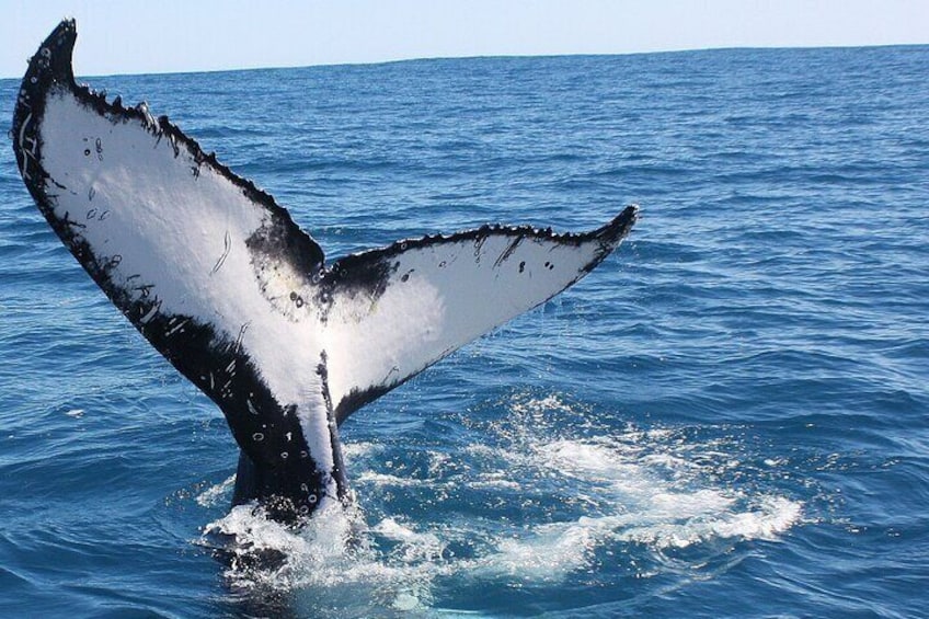 Guided Whale Watching Boat Tour at Kalbarri