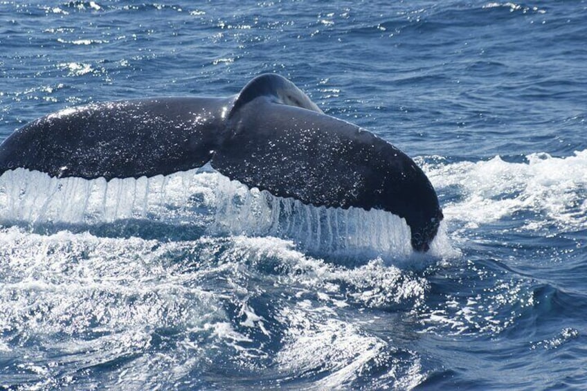 Guided Whale Watching Boat Tour at Kalbarri
