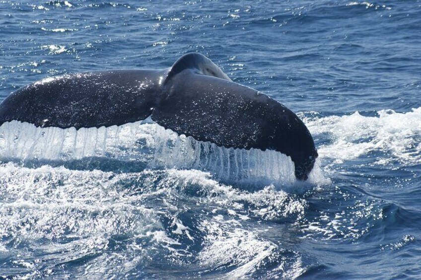 Guided Whale Watching Boat Tour at Kalbarri