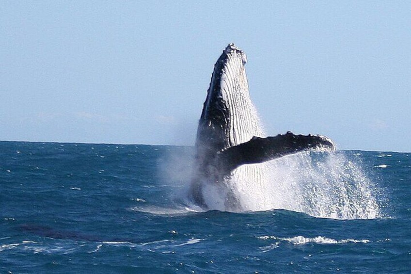 Kalbarri Whale Watching Tour Guided