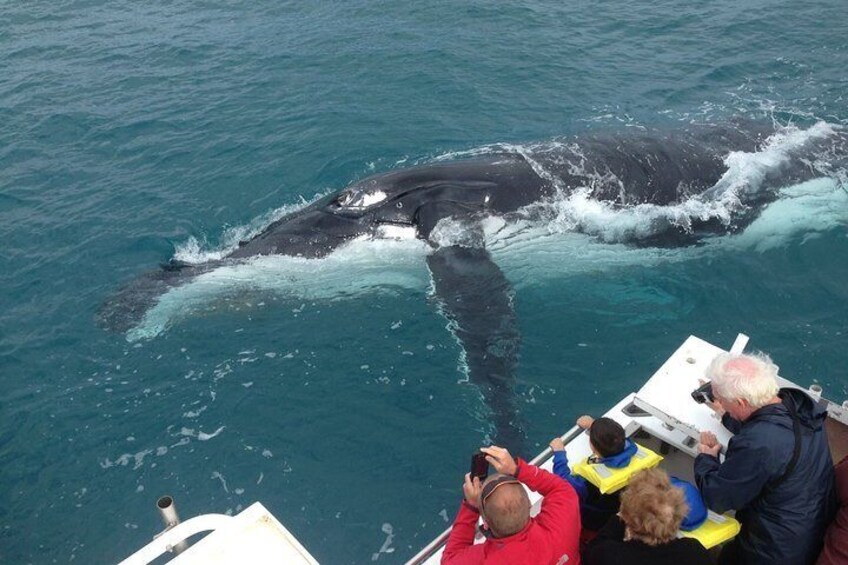 Guided Whale Watching Boat Tour at Kalbarri