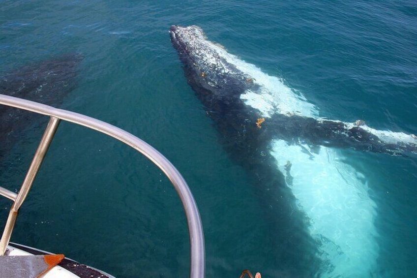 Guided Whale Watching Boat Tour at Kalbarri