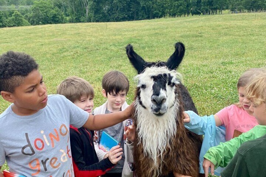 Llama Llove comes in all ages.