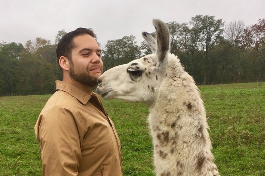 Biscotti the Kissing Llama