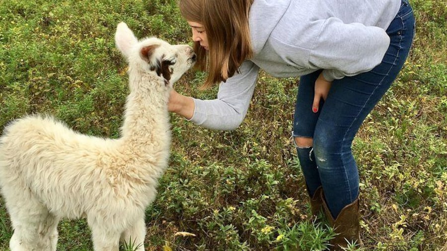 Llama/Alpaca Hike and Farm Tour