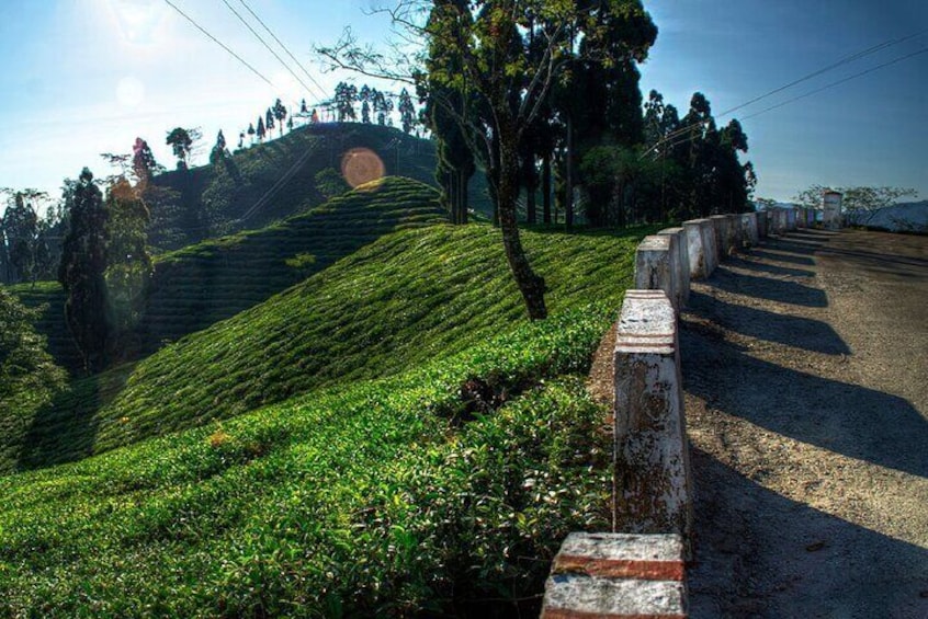 Tiger Hill Darjeeling Nature Walk (3 Hours Guided Trekking Experience)