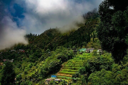 Tiger Hill Darjeeling Nature Walk (3 Hours Guided Trekking Experience)