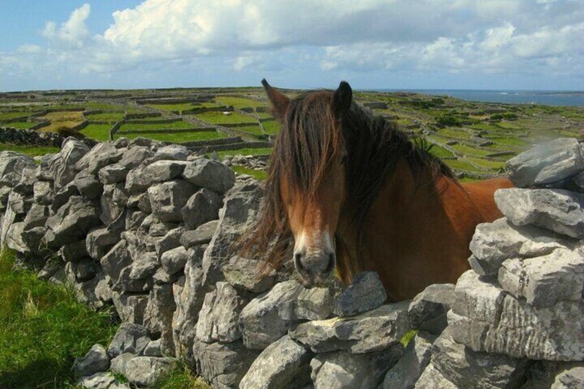 Ring of Kerry & Killarney tour departing from Cork City. Guided. Full Day.