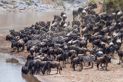 Great Migration safari