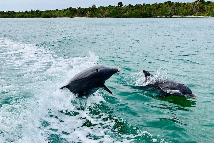 Dolphin Tiki Cruise around Fort Myers Beach