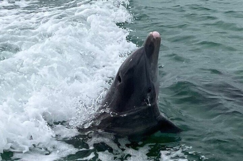 Dolphin Tiki Cruise around Fort Myers Beach