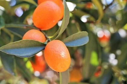 Private Tour: Kumquat Distillery, Panoramic views of Corfu & Old town of Co...
