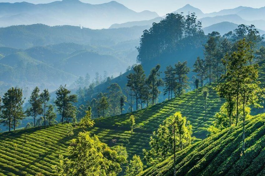 Day Trip to Munnar (Guided Sightseeing Tour by Car from Madurai)