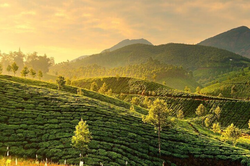 Day Trip to Munnar (Guided Sightseeing Tour by Car from Madurai)