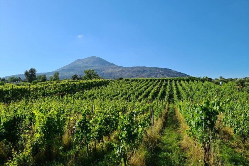 Pompeii Ruins w/ Two Vesuvian Wineries