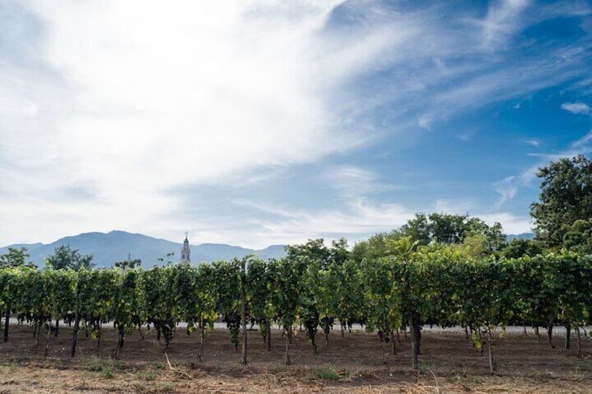 Pompeii Ruins w/ Two Vesuvian Wineries
