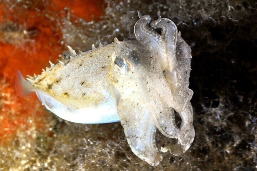 Immersion in the Capo Carbonara Marine Protected Area