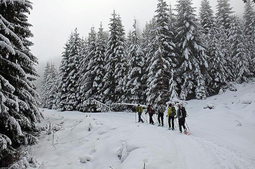Snowshoeing walk in Vitosha Mountain