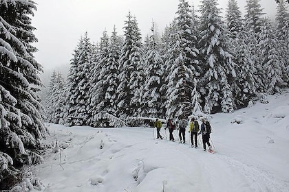 Full-day Vitosha Mountain Snowshoe Hiking Tour from Sofia