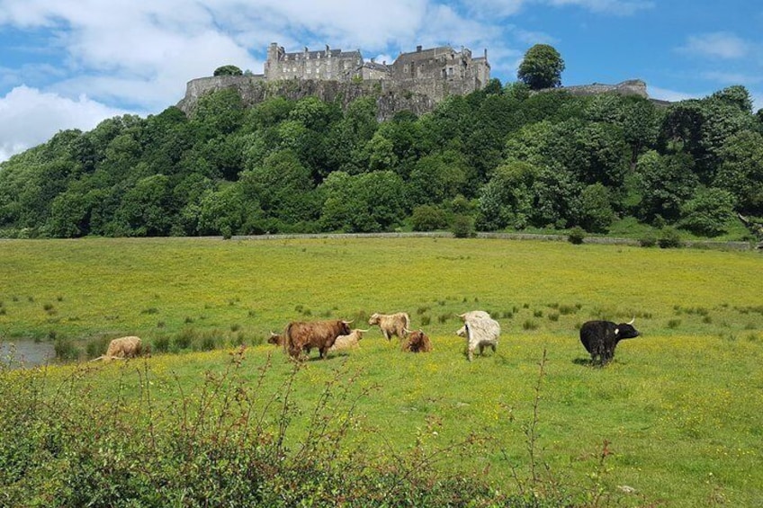 View towards Stirling Castle with the resident Highland Cows in the foreground (summer only)