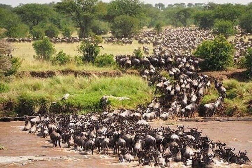 Wildebeest crossing river Mara