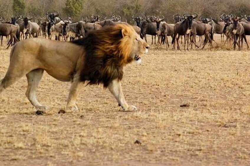 Lion roaming at Masai Mara