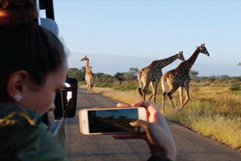 Travelers capturing giraffe