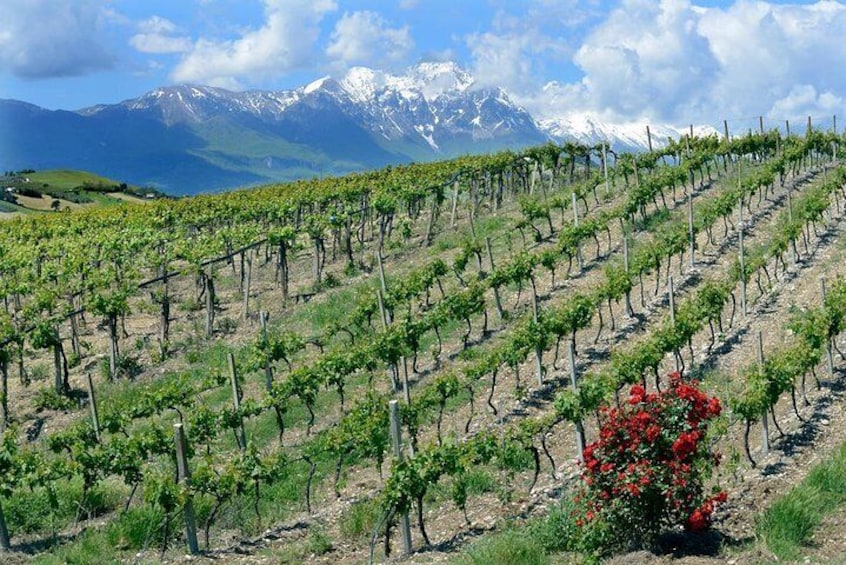 Among ancient sunny vineyards, visit and taste the wines from the San Lorenzo cellar