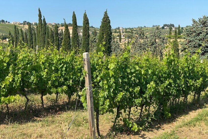 Among ancient sunny vineyards, visit and taste the wines from the San Lorenzo cellar