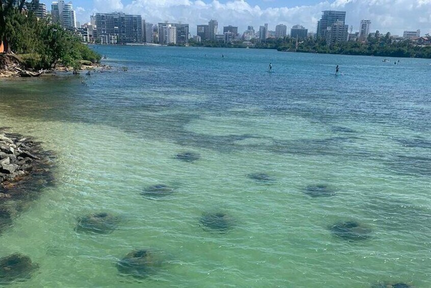 Snorkeling Tour & Gear Rental at Condado Lagoon