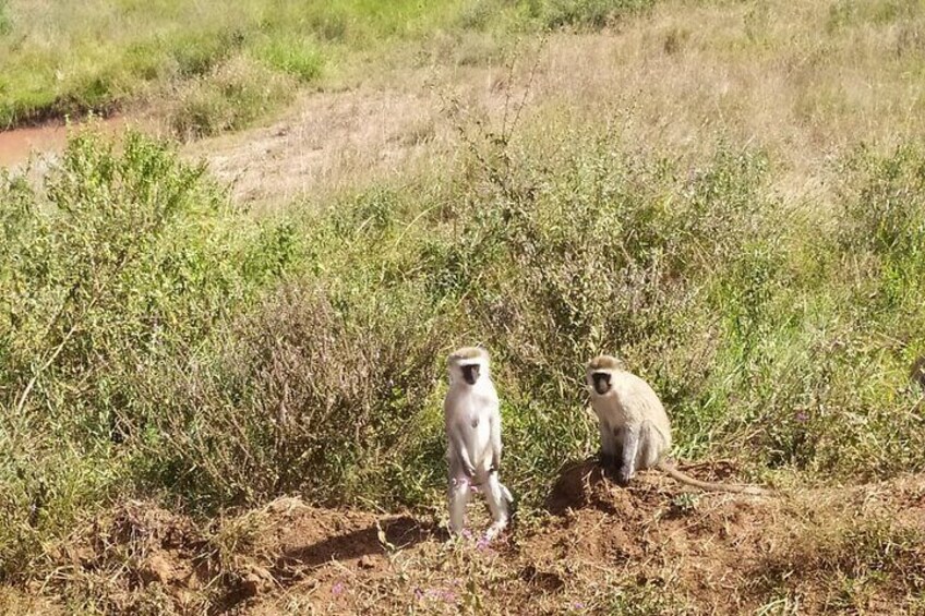 Ngutuni Concervancy 2 Days Safari from Mombasa Beach