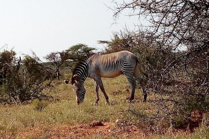 Ngutuni Concervancy 2 Days Safari from Mombasa Beach