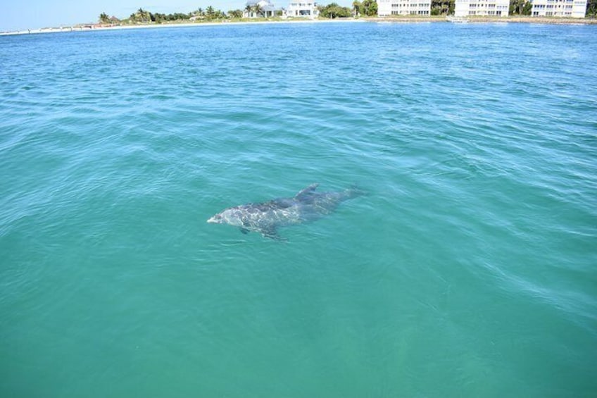 Half-Day Private Tiki Boat Beach Tour from Fort Myers