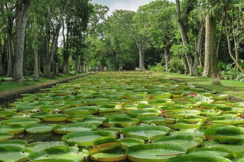 Private Tour in Northern Mauritius