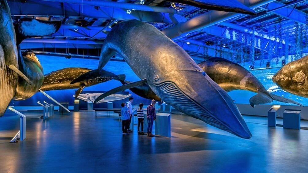 Indlæs billede 1 af 5. Close up of whale sculpture in museum.