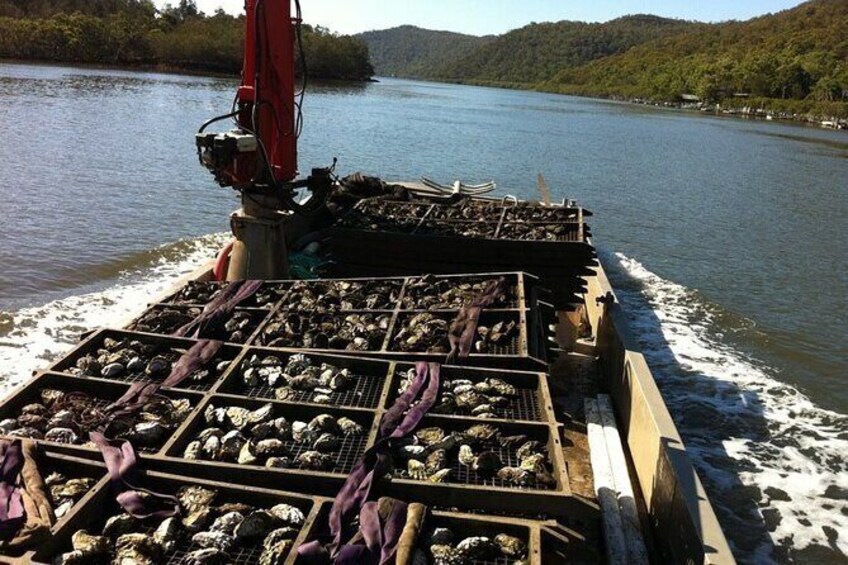 oyster farm tours central coast nsw