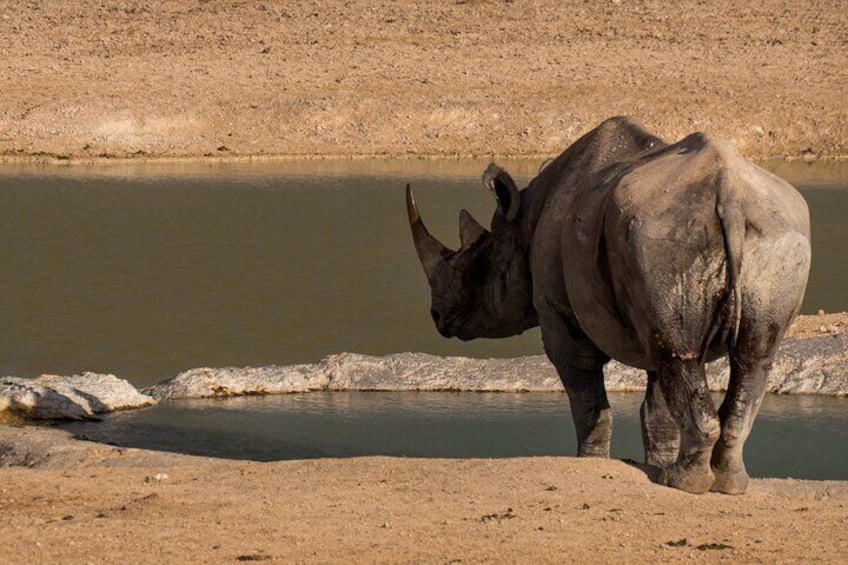 Observe the critically endangered black rhino.