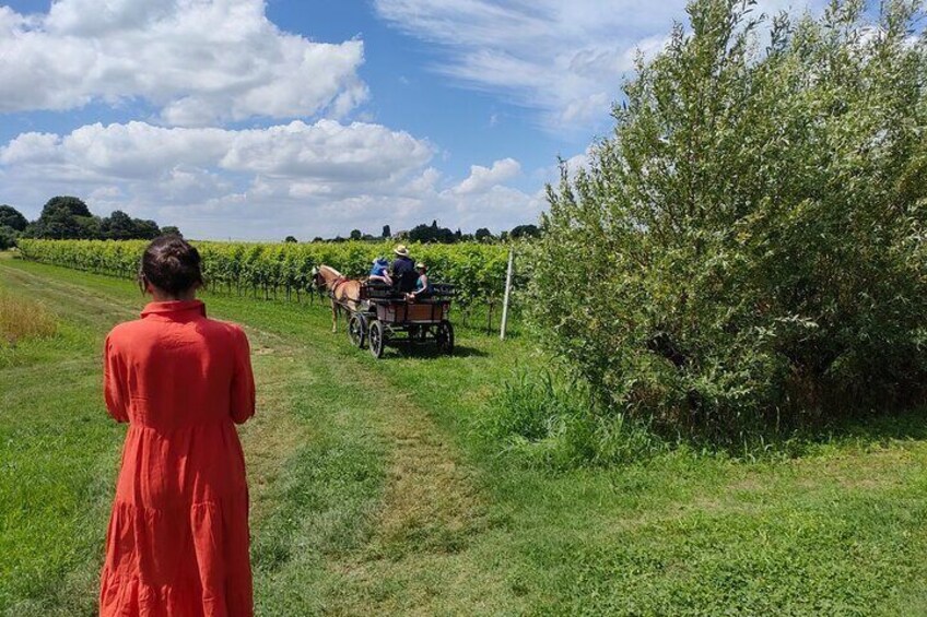 Horse Carriage Tour and Wine Tasting in Lazise