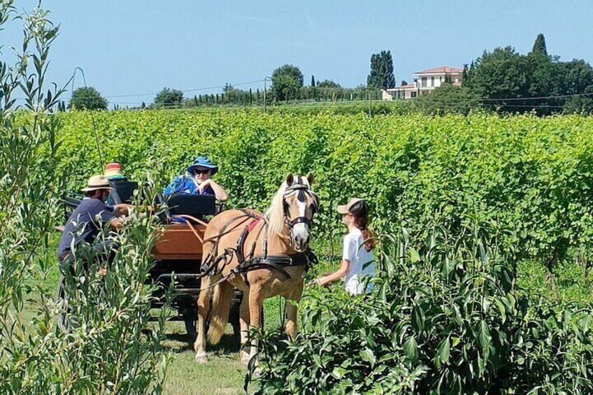 Horse Carriage Tour and Wine Tasting in Lazise