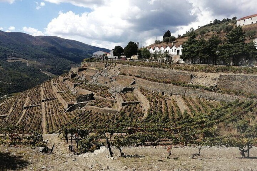 e-Bike Through Douro Valley Wine Region for Half Day Tour