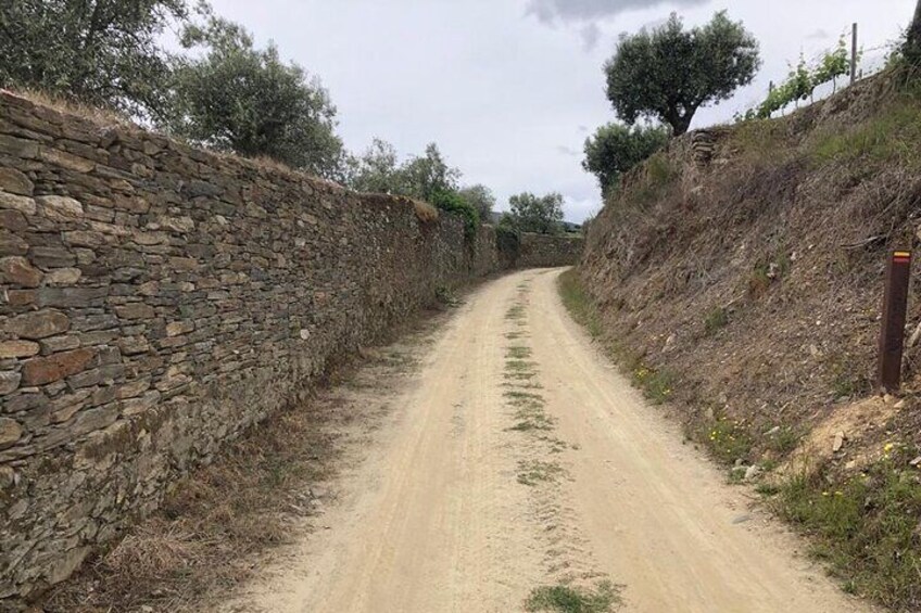 e-Bike Through Douro Valley Wine Region for Half Day Tour