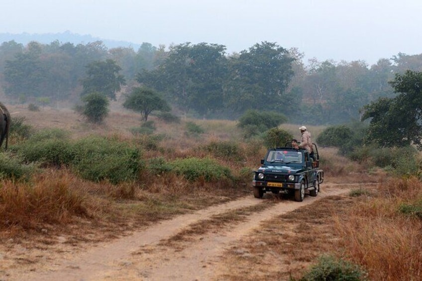 Safari in Pench National Park