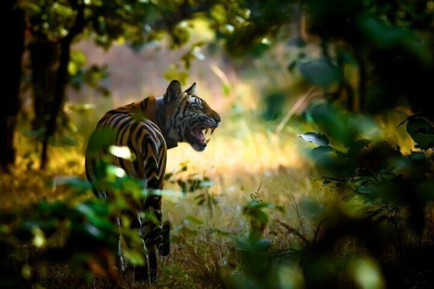 Safari in Pench National Park