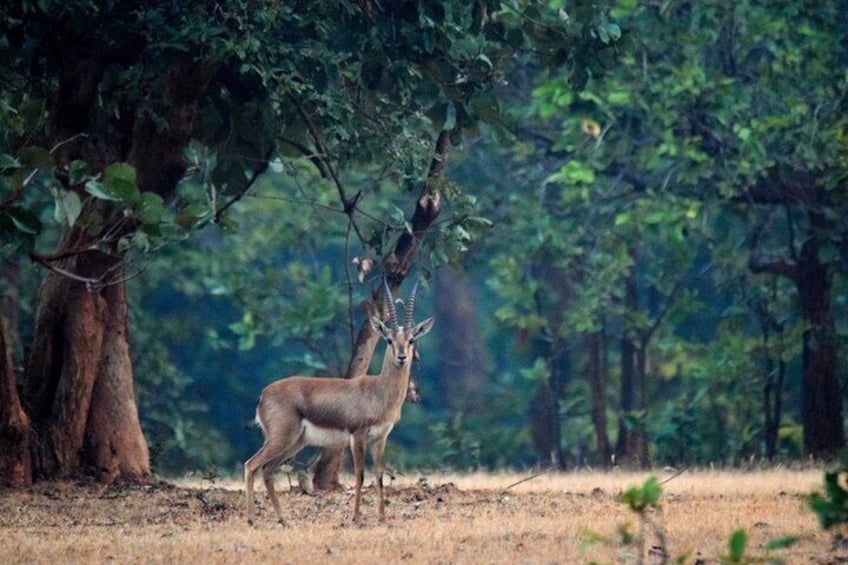 Safari in Pench National Park